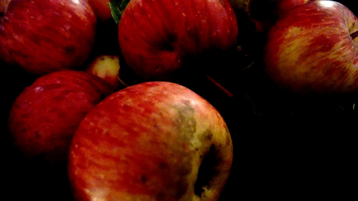 Wayward Wandering manzanas Wayward Wandering manzanas